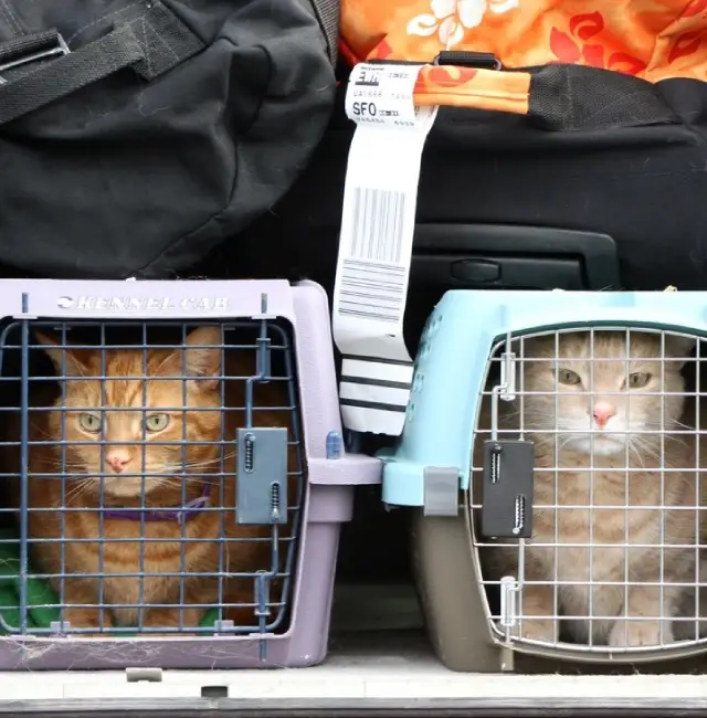 Relocate Your Pets with Love and Expertise