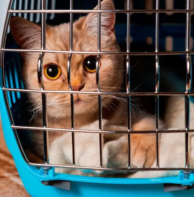 Your Compassionate Partner in Pet Relocation