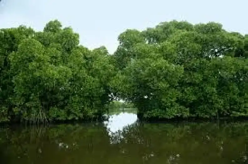 Nocturnal Houseboat Adventure