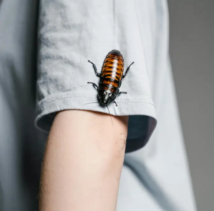 BusyB Cleaning Services